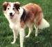 Sable-and-White-Border-Collie-border-collie-4804779-271-244